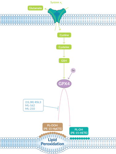 GPX4 functions