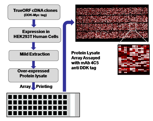 Antibody specificity service