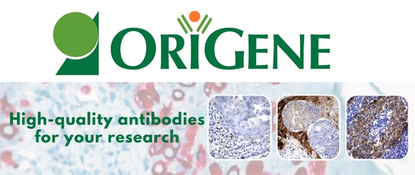 Primary Antibodies by OriGene
