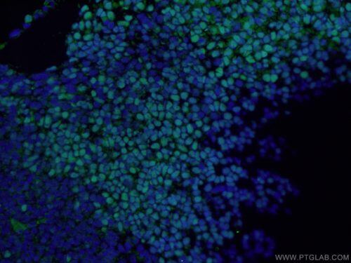 SOX2 Antibody