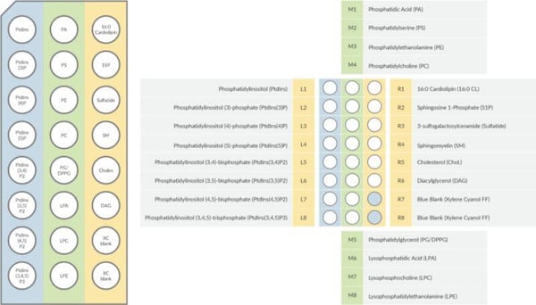 Cayman LipiDOT Strips™ for the Rapid Screening of Protein-Lipid Interactions