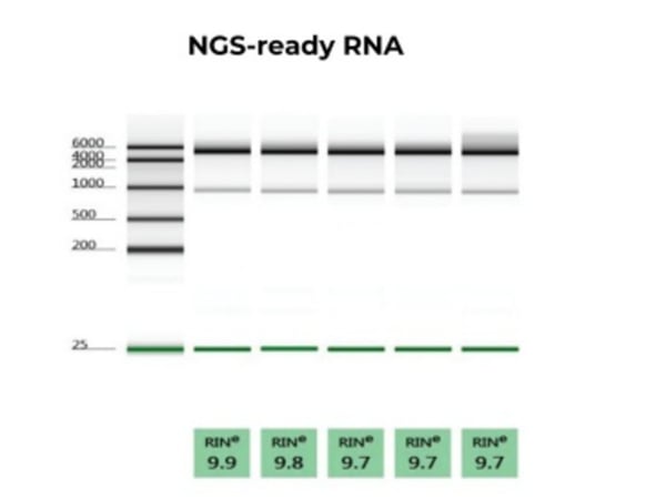 Scaling RNA extraction without scaling complexity