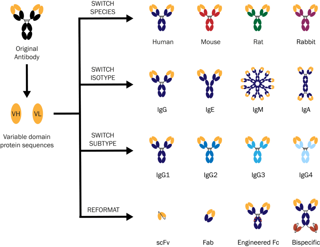 Cloning system_absolute antibody