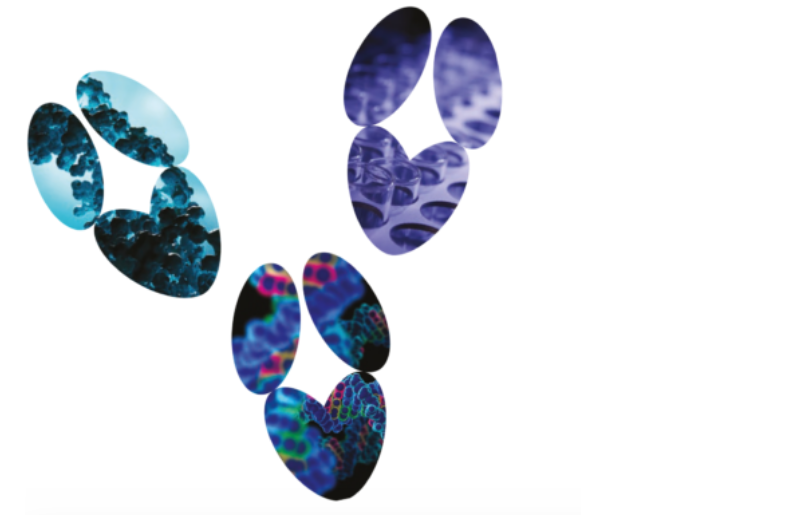 Engineer your antibody