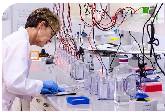Antibody Validation by Bethyl Laboratories
