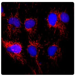 Cell Marker Antibodies