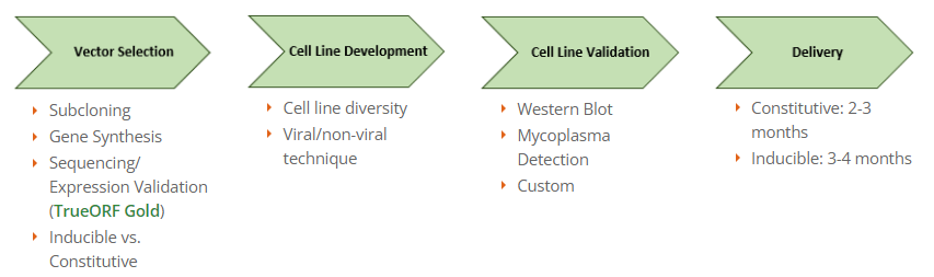 Overexpression stable cell lines