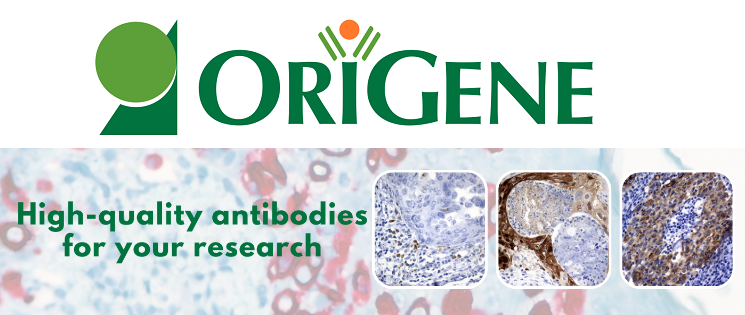 Primary Antibodies by OriGene