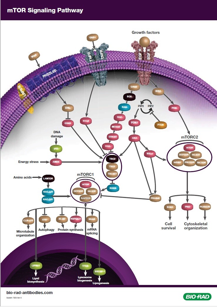 Cancer Research Posters of Bio-Rad