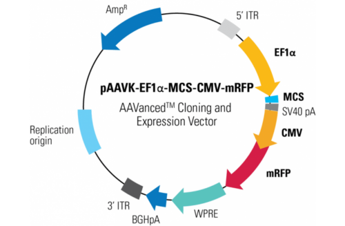 Developments in AAV Research