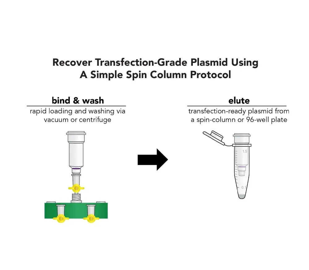 Why plasmid DNA purity matters for reliable results